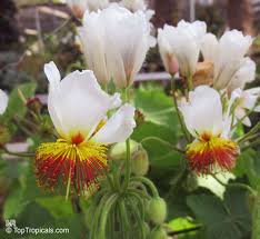 Image result for Sparrmannia africana