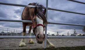 The Grass Is Always Greener On The Other Side Of The Fence Story The Grass Is Always Greener On The Other Side Of The Fence Horses Animals Riding
