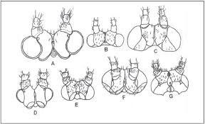 Image result for Baphiopsis