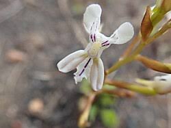 Image result for Disa cryptantha