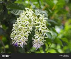 We compiled 62 purple flowers and their care instructions. Flower Purple Image Photo Free Trial Bigstock