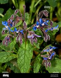 Image result for Boraginaceae