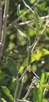 Image result for Capparis fascicularis