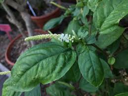 Image result for Hilleria latifolia