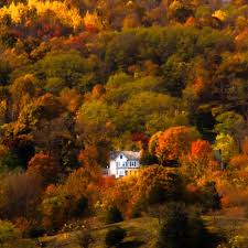 Temperate broadleaf and mixed forests: Temperate Broadleaf And Mixed Forest Archives The Best Designs And Art From The Internet