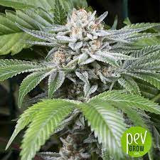 Ssog (super silver og) is a 75% indica strain suitable for both indoor and outdoor cultivation with good yields and an extremely funk scent. Dna Genetics Ssog Absolute Power