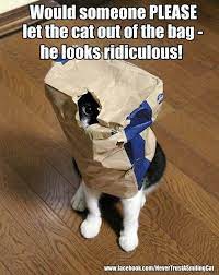 Would Someone Please Let The Cat Out Of The Bag He Looks Ridiculous Cat Pics Crazy Cats Pretty Cats