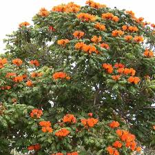 Image result for Spathodea