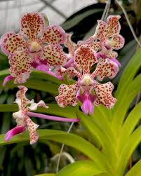 Image result for Vandellia subracemosa