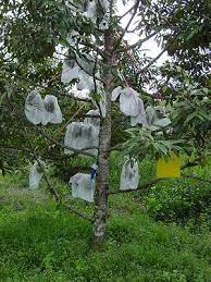 The japanese have been doing it for some time and their bagged apples go for quite a premium, and so too, do their special apple bagging bags. Bagging Ipm Info