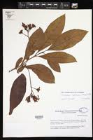 Image result for Eriocaulon teusczii