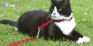 Kediler Icin Tasma Secimi Nasil Olmali En Iyi 5 Kedi Tasmasi Kedi Blog