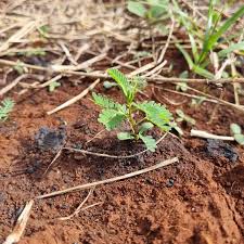 Image result for Acacia kirkii