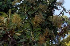 Image result for Bocconia arborea