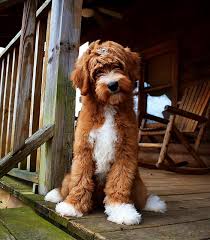 Australian / american labradoodle puppies for sale. Our Dogs Blakeswood Australian Doodles Australian Labradoodle Doodle Dog Dogs