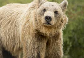 Bring forth, give birth to, produce; Bear Sanctuary Prishtina Sanctuaries Campaigns Topics Four Paws International