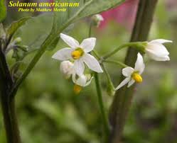 Image result for Solanum americanum