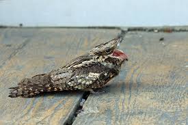 Der ziegenmelker (caprimulgus europaeus)gehört zur ordnung der schwalmvögel und zur familie der nachtschwalben. Ziegenmelker Lbv Gemeinsam Bayerns Natur Schutzen