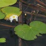 Image result for Nymphoides brevipedicellata