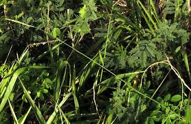 Image result for Urochloa