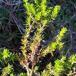 Image result for Anthospermum