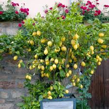 Perfect and ready for a gin and tonic! Eureka Lemon Bush Grow Your Own Lemons Plantingtree Com