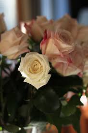 PLUM STREET SAMPLERS: Bean's Birthday