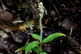 Image result for Zeuxine