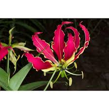 Image result for Gloriosa superba