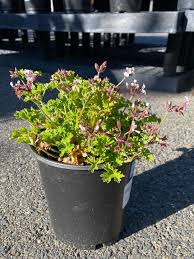 Image result for Pelargonium apetalum