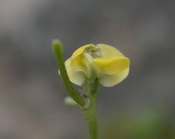 Image result for Vigna comosa