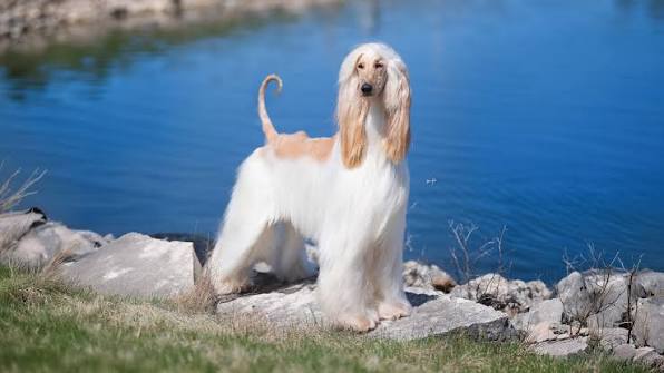 Afghan Hound | Showsight
