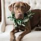 Holiday Pet Photo Party — A Garden Party event image