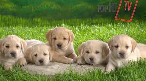 Golden Retriever Bakimi Ve Ozellikleri Dog Care And Feature Youtube