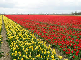 When using it to find places to take pictures near you, looks for parks, public spaces, and nature trails. 15 Breathtaking Flower Fields Around The World That You Have To Frolic In Yoga Wine Travel