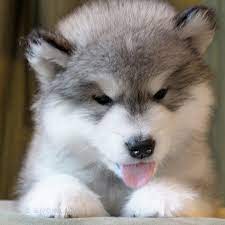 Zues is a loving dog! Snowlion Alaskan Malamutes Alaskan Malamute Breeders In California Nevada