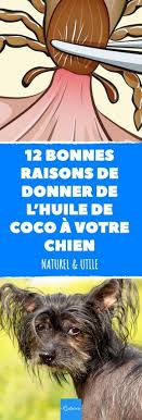 L Huile De Coco Est Un Peu L Ingredient De L Annee Voici 12 Raisons De Donner Une Cuillere A Cafe D Huile De Chien Sante Des Animaux De Compagnie Puces Chien