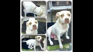 Thank you to the following artists at the noun project and their works: Abused Pit Bull Gets Second Chance At Life Thanks To Craigslist Post Wtol Com