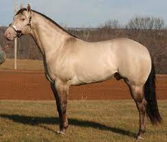 Xceptionally Dunn - Aqha Grulla Champagne Stallion Owned By Xceptional Quarter Horses Horses Grulla Horse Aqha Horses