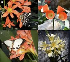 Asters have an average height and spread of 3 feet and enjoy part to full sun. Responses Of Butterflies To Visual And Olfactory Signals Of Flowers Of The Bush Lily Clivia Miniata Springerlink