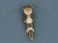 Image result for Mompha divisella