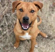 Golden Retriever Adoption in Iowa: Golden Retriever Puppies for Sale in  Iowa