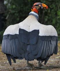 Bird With Red Neck And Head Pin Su Guatemala
