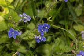 Image result for Veronica abyssinica