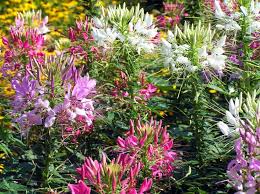 Pin On Garden Ideas