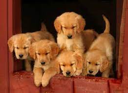 Serving ct, me, ma, eastern ny, nj, nh, ri, & vt, sunshine golden retriever rescue is a 501c3 registered dog rescue group. Golden Retriever Puppies Ct Petsidi