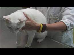 First of all, do not attempt any of these treatments without a veterinarian's guidance. Cat Health How To Know If Your Cat Is Constipated Youtube