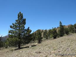 Image result for Jeffreya petitiana