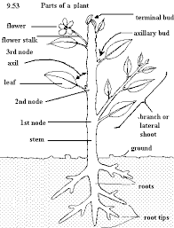 Labeled Diagram Of Tomato Plant Cromalinsupport