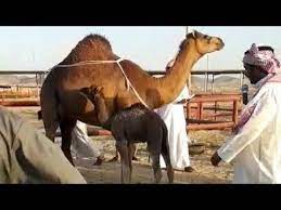 حراج على خلفه ساحليه ماشاء الله youtube